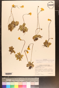 Pinguicula lutea image