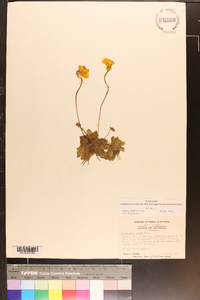 Pinguicula lutea image