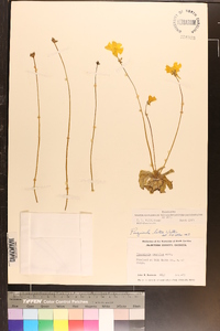 Pinguicula lutea image