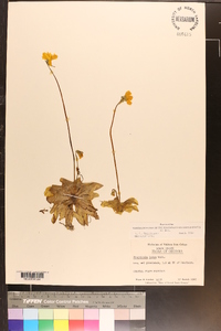 Pinguicula lutea image