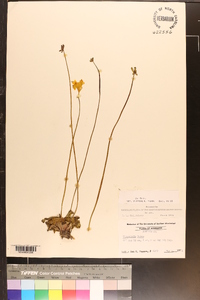 Pinguicula lutea image