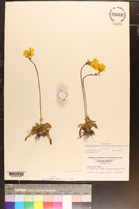 Pinguicula lutea image