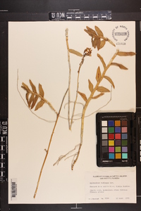 Epidendrum radicans image