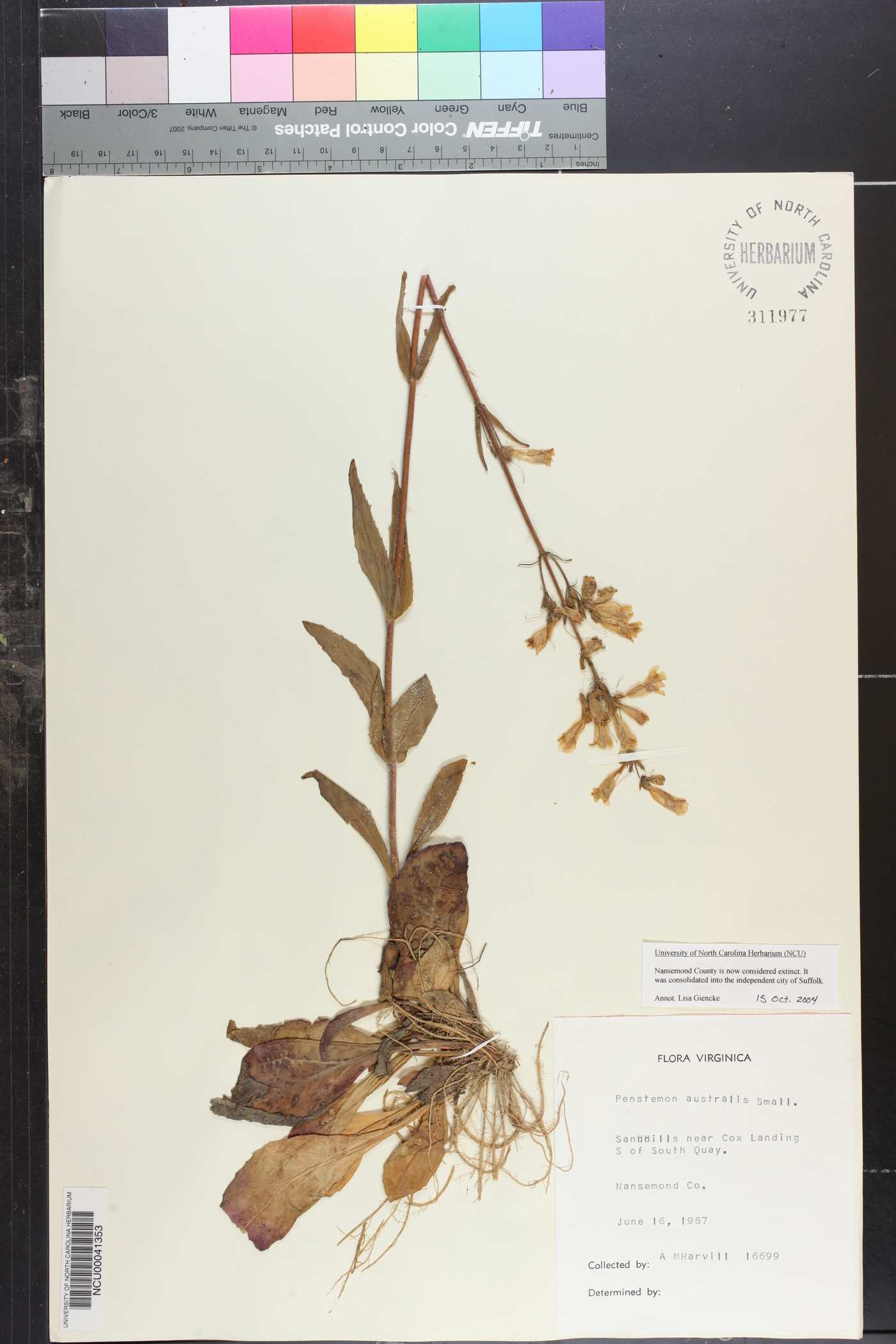 Penstemon australis image