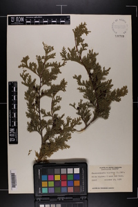 Chamaecyparis thyoides image