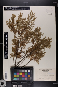 Chamaecyparis thyoides image