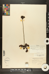 Dionaea muscipula image