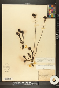 Dionaea muscipula image