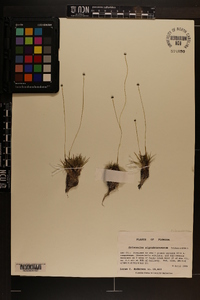 Eriocaulon nigrobracteatum image