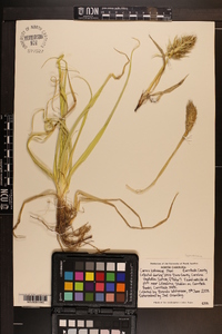 Carex kobomugi image