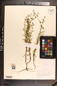 Rhexia salicifolia image