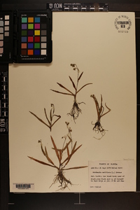 Murdannia nudiflora image