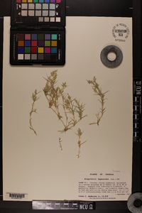 Eragrostis hypnoides image