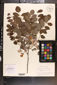 Robinia elliottii image