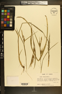 Carex folliculata image