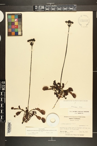 Dionaea muscipula image