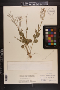 Cardamine douglassii image