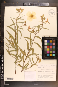 Ludwigia bonariensis image