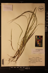 Panicum flexile image