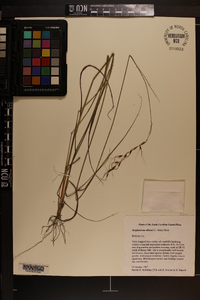 Sorghastrum elliottii image