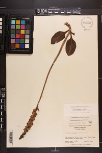 Goodyera pubescens image