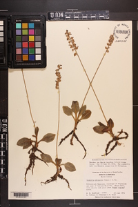 Goodyera pubescens image