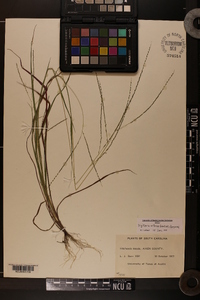 Digitaria villosa image