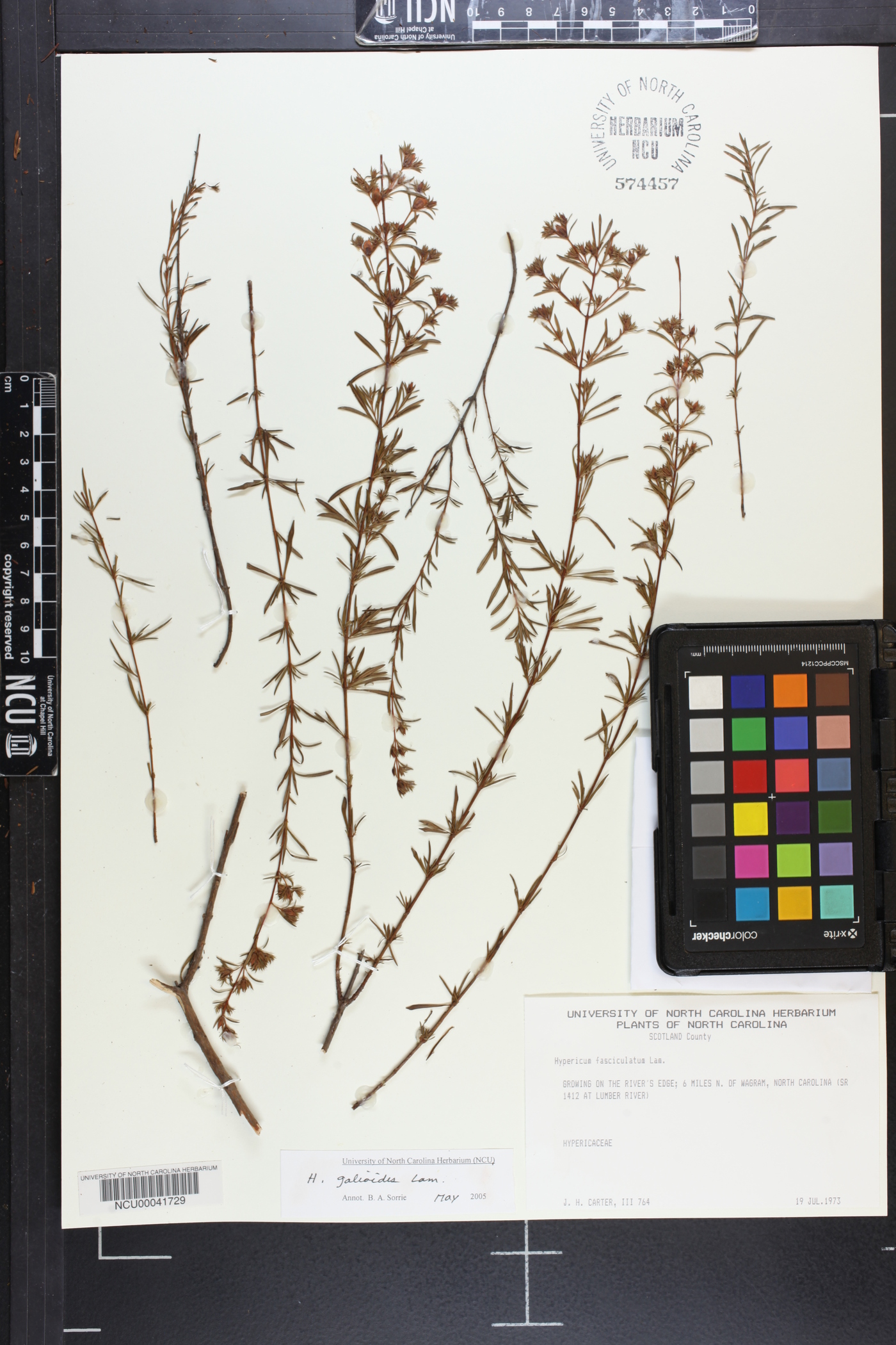 Hypericum galioides image