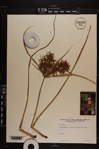 Cyperus esculentus var. macrostachyus image