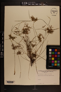 Cyperus polystachyos var. texensis image