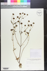 Bidens aristosa image