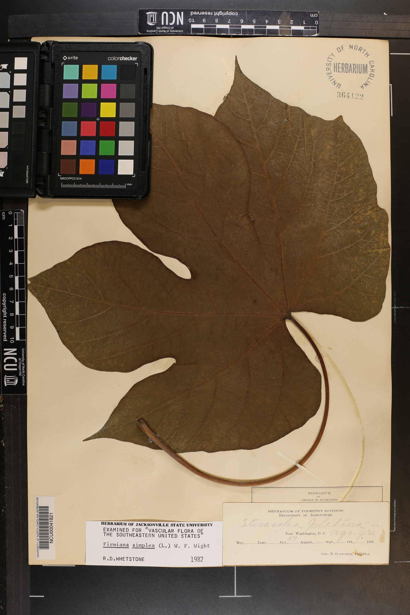 Firmiana simplex image