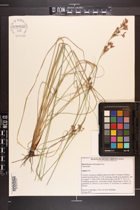 Rhynchospora torreyana image