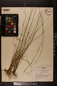 Aristida palustris image