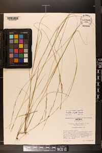 Aristida virgata image