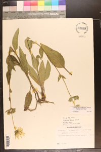 Silphium mohrii image