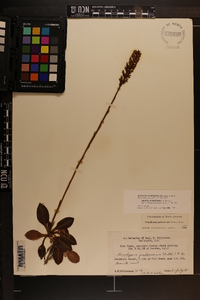 Goodyera pubescens image