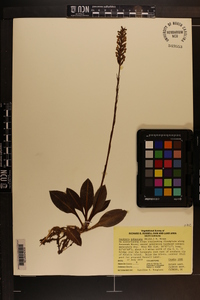 Goodyera pubescens image