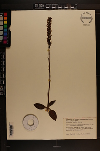 Goodyera pubescens image