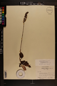 Goodyera pubescens image