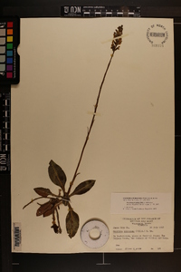 Goodyera pubescens image