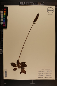 Goodyera pubescens image