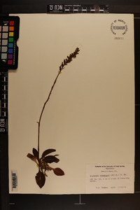 Goodyera pubescens image