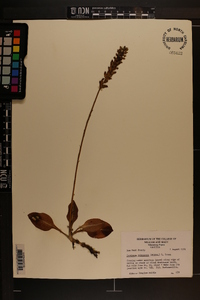 Goodyera pubescens image