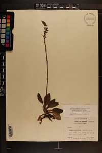 Goodyera pubescens image