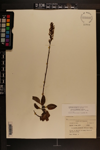 Goodyera pubescens image