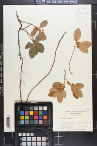 Gaultheria procumbens image