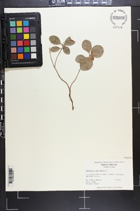 Gaultheria procumbens image