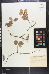 Gaultheria procumbens image