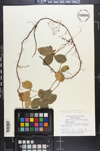 Gaultheria procumbens image